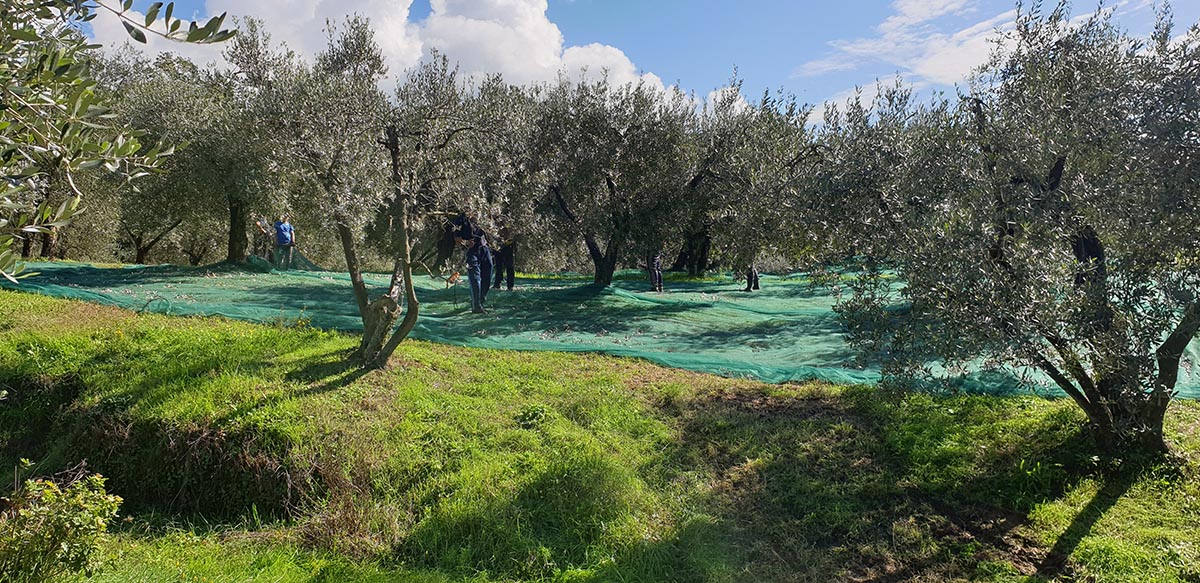 aziendapasquetti_raccoltaolive20211015_02